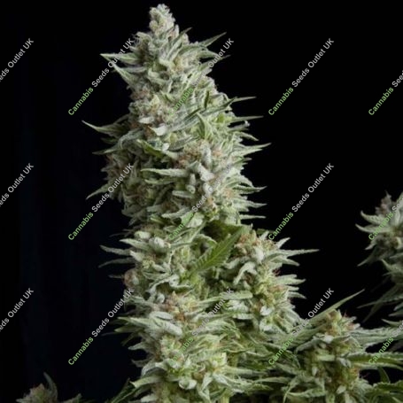 Alpujarenna Feminized Marijuana Strain by Pyramid Seeds For Sale Online at Cannabis Seeds Outlet