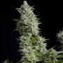 Alpujarenna Feminized Marijuana Strain by Pyramid Seeds For Sale Online at Cannabis Seeds Outlet