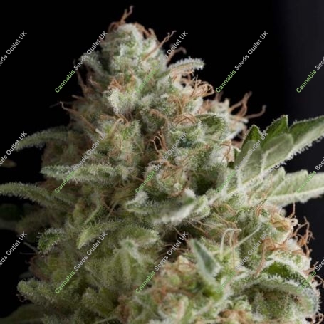 American Pie Feminized Marijuana Strain by Pyramid Seeds For Sale Online at Cannabis Seeds Outlet