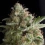 American Pie Feminized Marijuana Strain by Pyramid Seeds For Sale Online at Cannabis Seeds Outlet