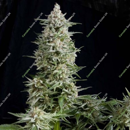 Amnesia Gold Feminized Marijuana Strain by Pyramid Seeds For Sale Online at Cannabis Seeds Outlet