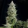 Amnesia Gold Feminized Marijuana Strain by Pyramid Seeds For Sale Online at Cannabis Seeds Outlet