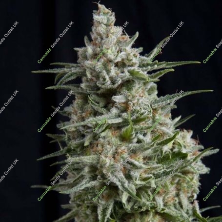 Anesthesia CBD Feminized Marijuana Strain by Pyramid Seeds For Sale Online at Cannabis Seeds Outlet