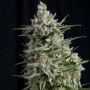 Anesthesia CBD Feminized Marijuana Strain by Pyramid Seeds For Sale Online at Cannabis Seeds Outlet