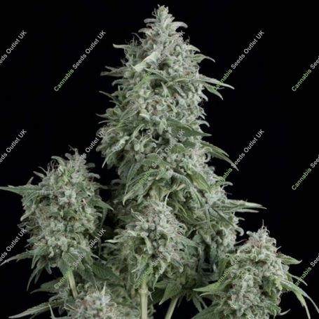 Anubis Feminized Marijuana Strain by Pyramid Seeds For Sale Online at Cannabis Seeds Outlet