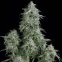Anubis Feminized Marijuana Strain by Pyramid Seeds For Sale Online at Cannabis Seeds Outlet