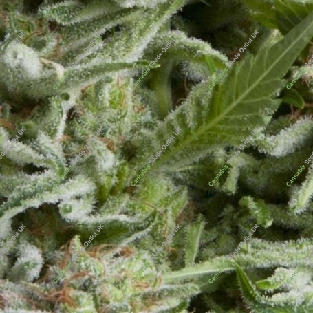 Alpujarrena Auto Feminized Marijuana Strain by Pyramid Seeds For Sale Online at Cannabis Seeds Outlet