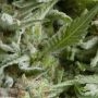 Alpujarrena Auto Feminized Marijuana Strain by Pyramid Seeds For Sale Online at Cannabis Seeds Outlet
