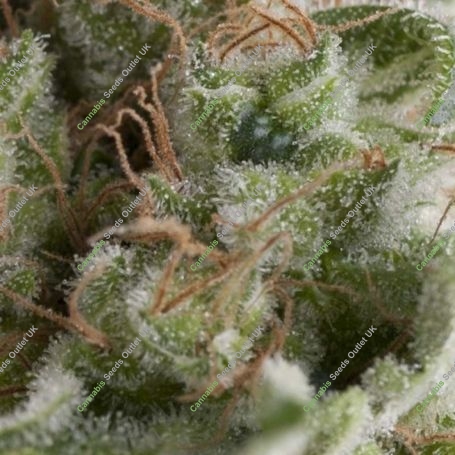 American Pie Auto Feminized Marijuana Strain by Pyramid Seeds For Sale Online at Cannabis Seeds Outlet
