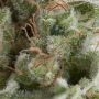 American Pie Auto Feminized Marijuana Strain by Pyramid Seeds For Sale Online at Cannabis Seeds Outlet