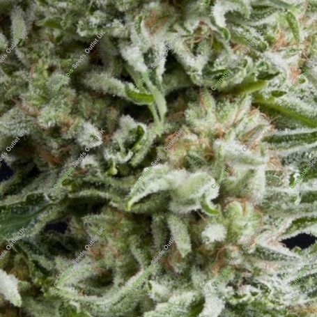 Amnesia Gold Auto Feminized Marijuana Strain by Pyramid Seeds For Sale Online at Cannabis Seeds Outlet