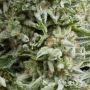 Amnesia Gold Auto Feminized Marijuana Strain by Pyramid Seeds For Sale Online at Cannabis Seeds Outlet