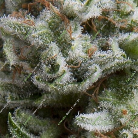 Anesthesia Auto Feminized Marijuana Strain by Pyramid Seeds For Sale Online at Cannabis Seeds Outlet