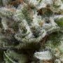 Anesthesia Auto Feminized Marijuana Strain by Pyramid Seeds For Sale Online at Cannabis Seeds Outlet