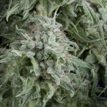 Anubis Auto Feminized Marijuana Strain by Pyramid Seeds For Sale Online at Cannabis Seeds Outlet