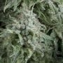 Anubis Auto Feminized Marijuana Strain by Pyramid Seeds For Sale Online at Cannabis Seeds Outlet