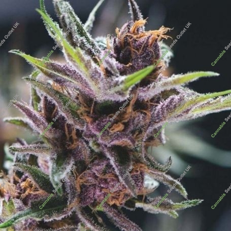 Black Cherry Punch Feminized Marijuana Strain by Pyramid Seeds For Sale Online at Cannabis Seeds Outlet