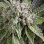 Blue Automatic Feminized Marijuana Strain by Pyramid Seeds For Sale Online at Cannabis Seeds Outlet