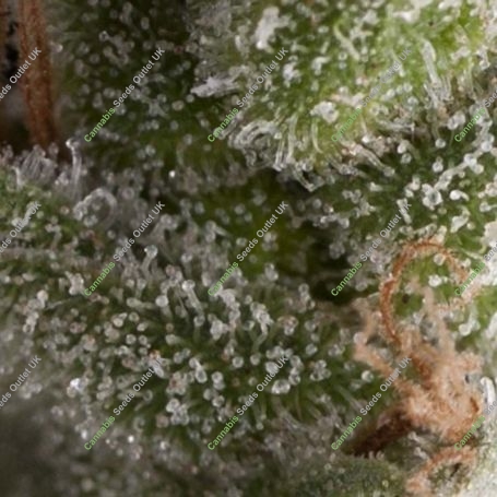 Fresh Candy Auto Feminized Marijuana Strain by Pyramid Seeds For Sale Online at Cannabis Seeds Outlet