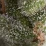 Fresh Candy Auto Feminized Marijuana Strain by Pyramid Seeds For Sale Online at Cannabis Seeds Outlet