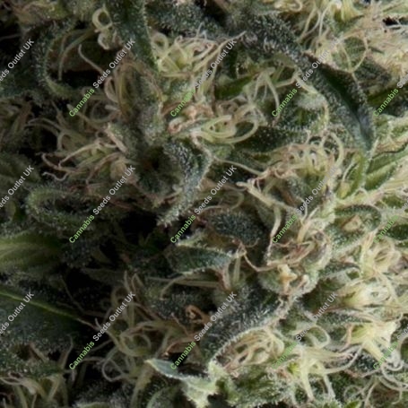 Galaxy Auto Feminized Marijuana Strain by Pyramid Seeds For Sale Online at Cannabis Seeds Outlet