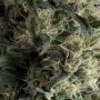 Galaxy Auto Feminized Marijuana Strain by Pyramid Seeds For Sale Online at Cannabis Seeds Outlet