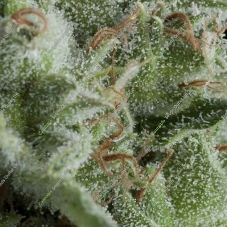 Kryptonite Auto Feminized Marijuana Strain by Pyramid Seeds For Sale Online at Cannabis Seeds Outlet