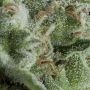 Kryptonite Auto Feminized Marijuana Strain by Pyramid Seeds For Sale Online at Cannabis Seeds Outlet