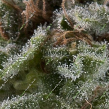 Lennon Auto Feminized Marijuana Strain by Pyramid Seeds For Sale Online at Cannabis Seeds Outlet