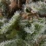 Lennon Auto Feminized Marijuana Strain by Pyramid Seeds For Sale Online at Cannabis Seeds Outlet