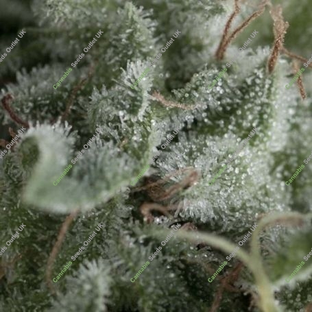 Nefertiti Auto Feminized Marijuana Strain by Pyramid Seeds For Sale Online at Cannabis Seeds Outlet
