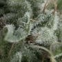 Nefertiti Auto Feminized Marijuana Strain by Pyramid Seeds For Sale Online at Cannabis Seeds Outlet