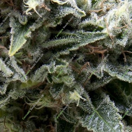 New York City Auto Feminized Marijuana Strain by Pyramid Seeds For Sale Online at Cannabis Seeds Outlet