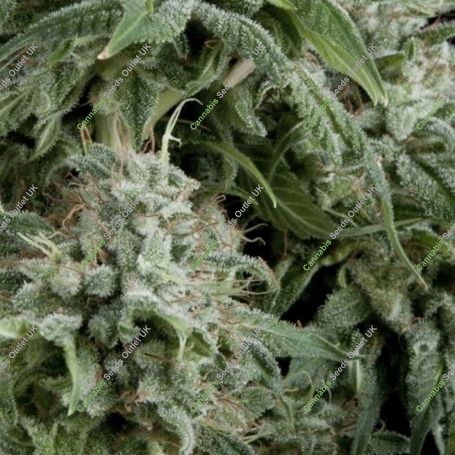 Northern Lights Auto Feminized Marijuana Strain by Pyramid Seeds For Sale Online at Cannabis Seeds Outlet