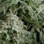 Northern Lights CBD Auto Feminized Marijuana Strain by Pyramid Seeds For Sale Online at Cannabis Seeds Outlet