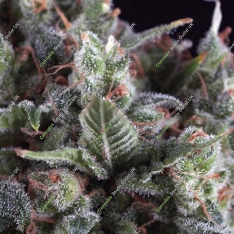 Olympia Auto Feminized Marijuana Strain by Pyramid Seeds For Sale Online at Cannabis Seeds Outlet