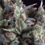 Olympia Auto Feminized Marijuana Strain by Pyramid Seeds For Sale Online at Cannabis Seeds Outlet