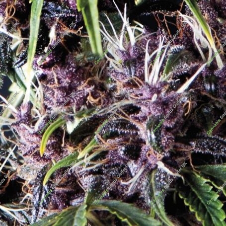 Purple Automatic Feminized Marijuana Strain by Pyramid Seeds For Sale Online at Cannabis Seeds Outlet