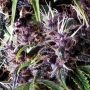 Purple Automatic Feminized Marijuana Strain by Pyramid Seeds For Sale Online at Cannabis Seeds Outlet