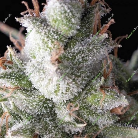 Ramses Auto Feminized Marijuana Strain by Pyramid Seeds For Sale Online at Cannabis Seeds Outlet