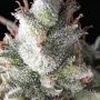 Ramses Auto Feminized Marijuana Strain by Pyramid Seeds For Sale Online at Cannabis Seeds Outlet