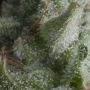 Shark Automatic Feminized Marijuana Strain by Pyramid Seeds For Sale Online at Cannabis Seeds Outlet