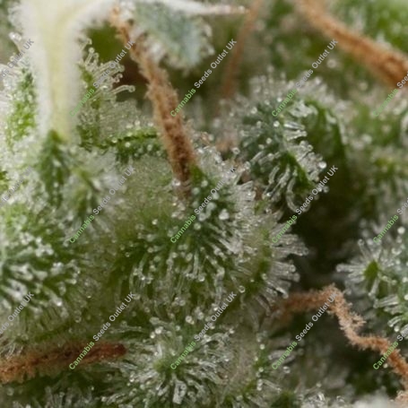 Super Hash Auto Feminized Marijuana Strain by Pyramid Seeds For Sale Online at Cannabis Seeds Outlet