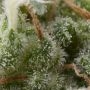 Super Hash Auto Feminized Marijuana Strain by Pyramid Seeds For Sale Online at Cannabis Seeds Outlet