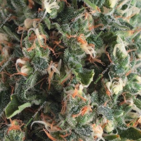 Super OG Kush Auto Feminized Marijuana Strain by Pyramid Seeds For Sale Online at Cannabis Seeds Outlet