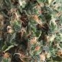Super OG Kush Auto Feminized Marijuana Strain by Pyramid Seeds For Sale Online at Cannabis Seeds Outlet