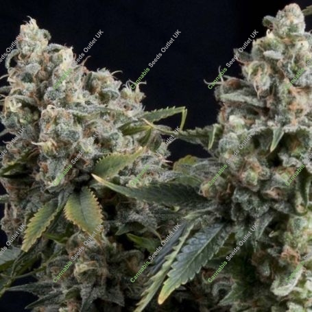 Tutankhamon Auto Feminized Marijuana Strain by Pyramid Seeds For Sale Online at Cannabis Seeds Outlet
