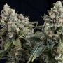 Tutankhamon Auto Feminized Marijuana Strain by Pyramid Seeds For Sale Online at Cannabis Seeds Outlet