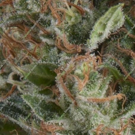 Wembley Auto Feminized Marijuana Strain by Pyramid Seeds For Sale Online at Cannabis Seeds Outlet