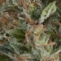 Wembley Auto Feminized Marijuana Strain by Pyramid Seeds For Sale Online at Cannabis Seeds Outlet